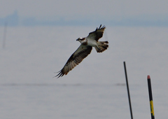 ミサゴ　１１/６❺