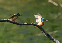 2羽のカワセミ　８/２５❶