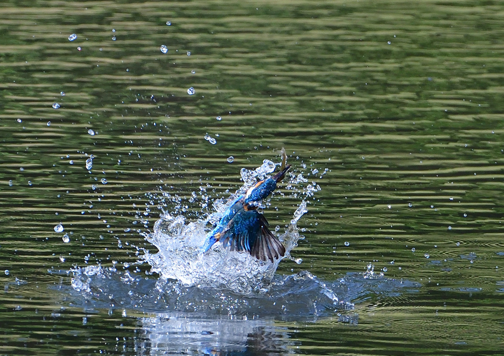 いつもの公園　６/５❽