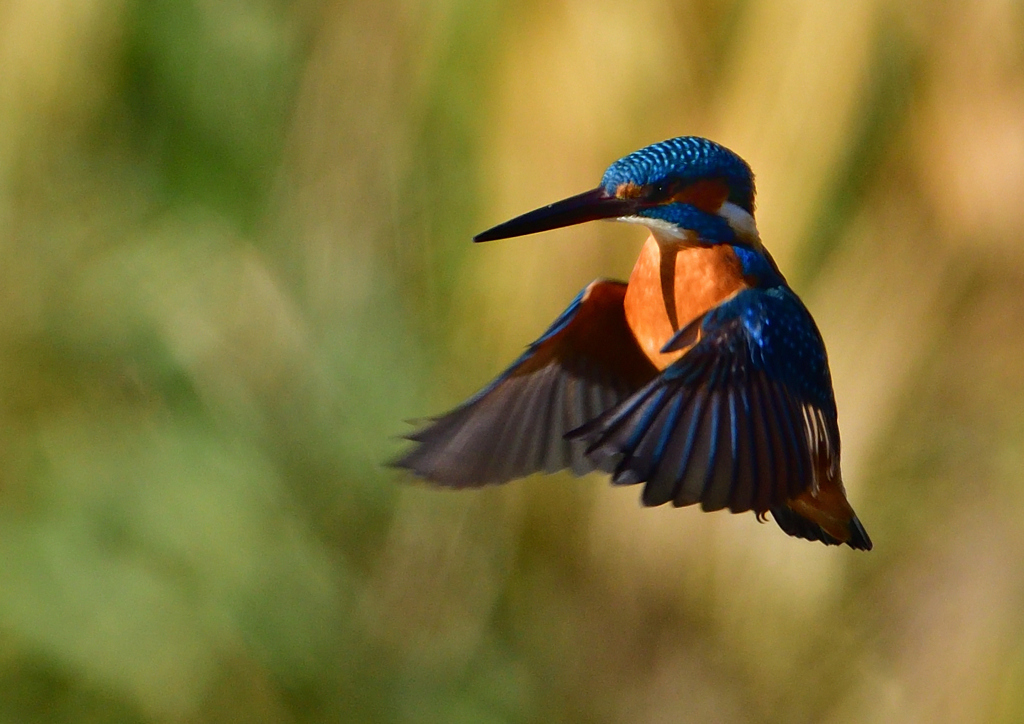 いつもの公園で　ホバ・ホバ・ホバ　１２/５❾