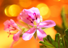 初夏に咲く　６/５❸