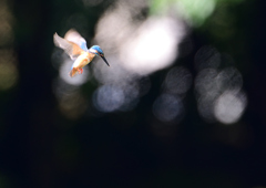 ホバる　７/２３❹