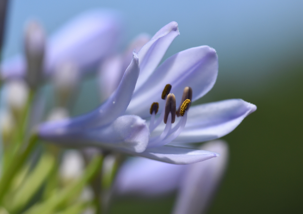 アガパンサス　６/１７