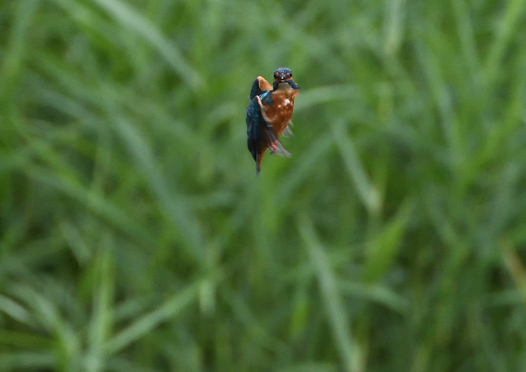 ホバ・・・・・❔　９/２２❷