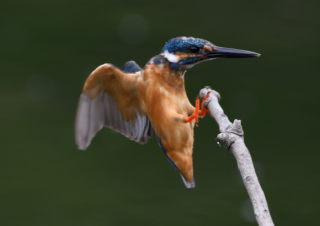 止まり木へ　７/１８❸