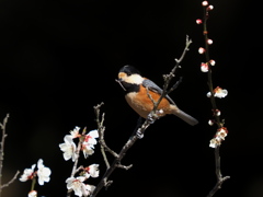 ヤマガラ　２/２５❶