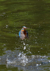 魚を・・・・　５/２❹