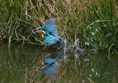 ダイブ　４/４❶