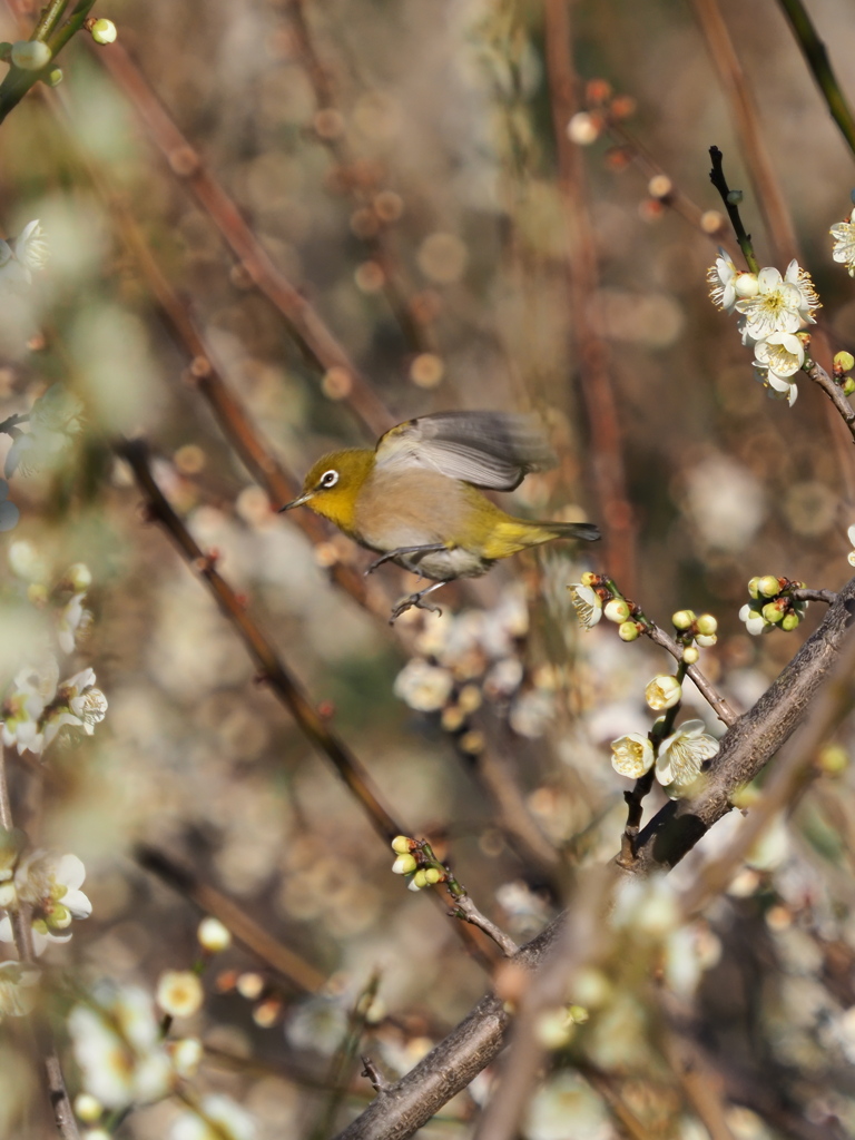 メジロ　２/２５❸