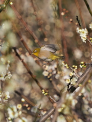 メジロ　２/２５❸