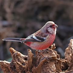 ベニマシコ　２/８❷