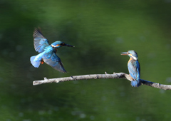 2羽のカワセミ　８/７❶