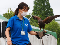 猛禽フライトショー　１０/３❷