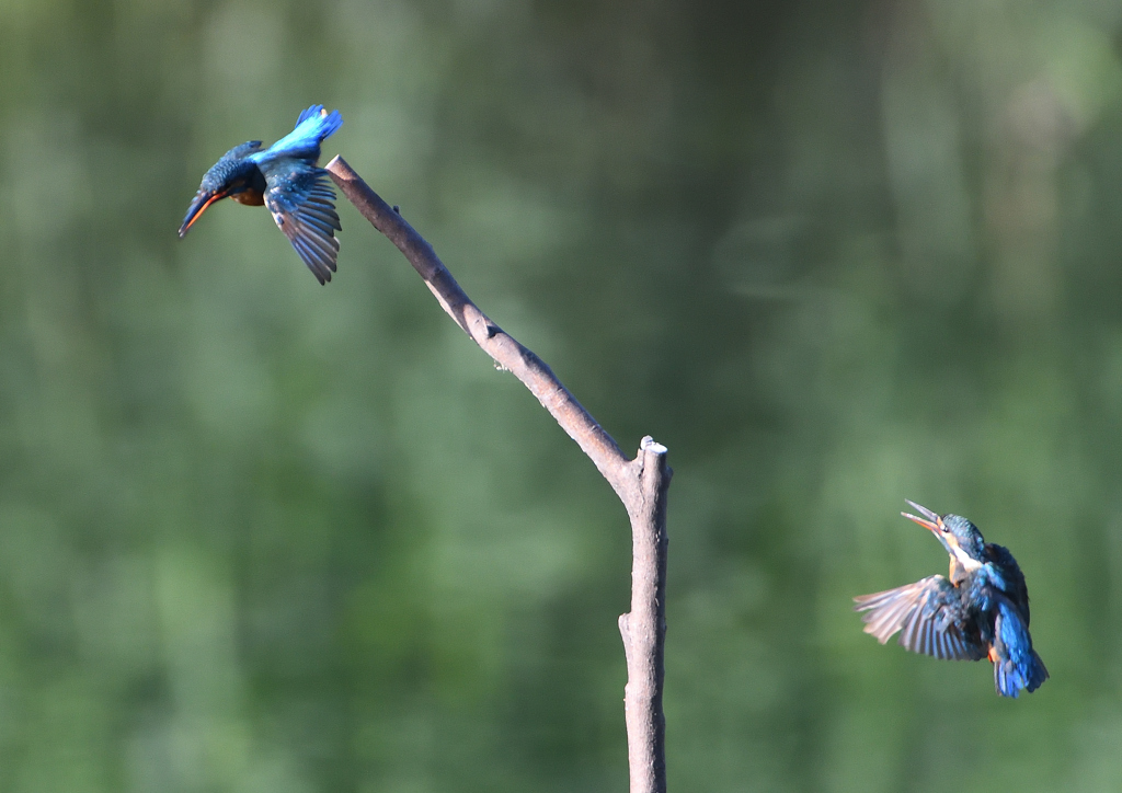 2羽のカワセミ　９/６❹
