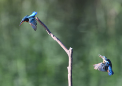 2羽のカワセミ　９/６❹