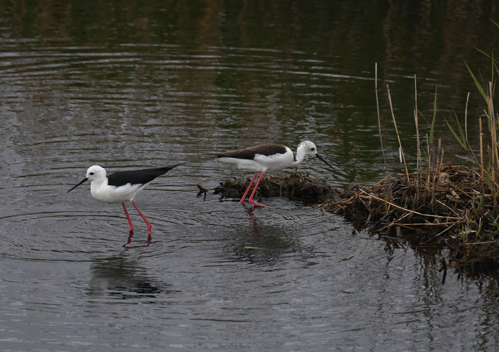 セイタカシギ抱卵　５/３❶