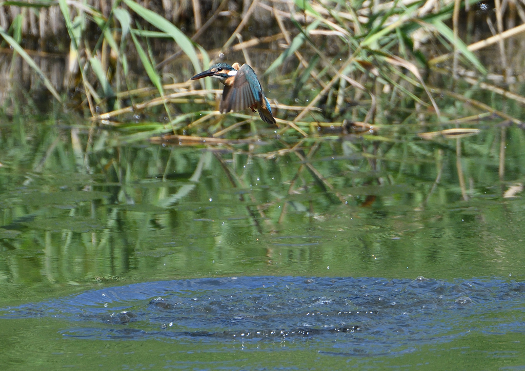   コバルトブルー③