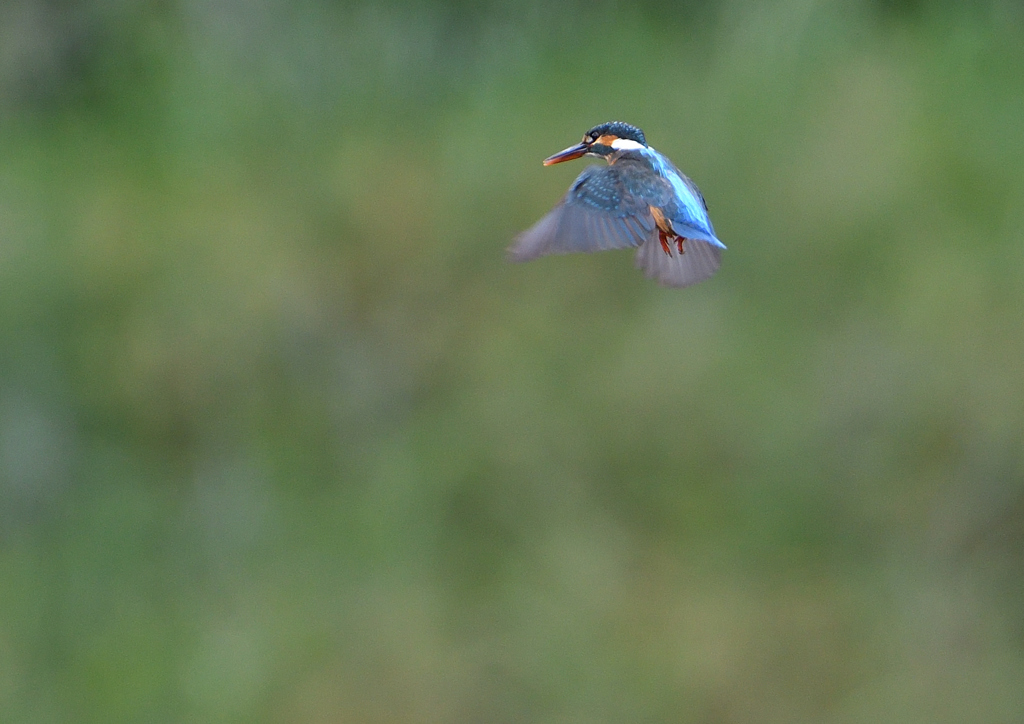 ホバ　５/２０⓮