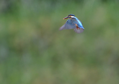 ホバ　５/２０⓮