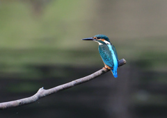 いつもの公園　若鳥６/１５❺