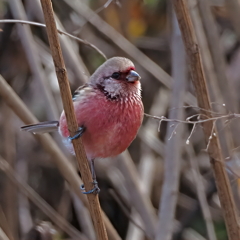 ベニマシコ　２/８❶