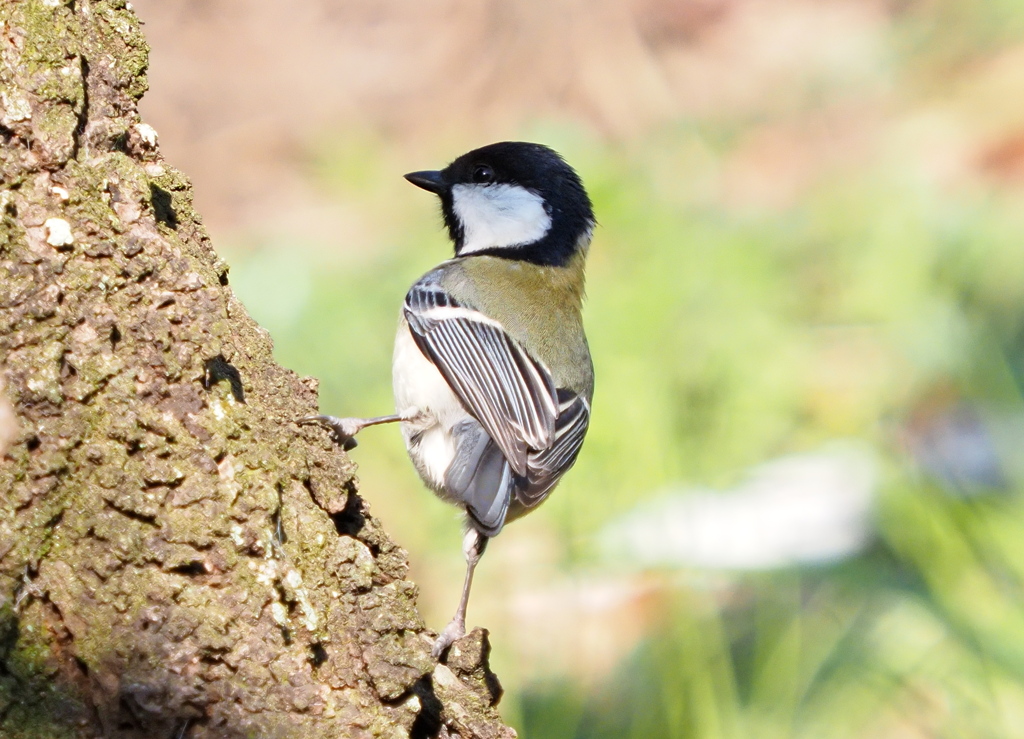 シジュウカラ　２/２０