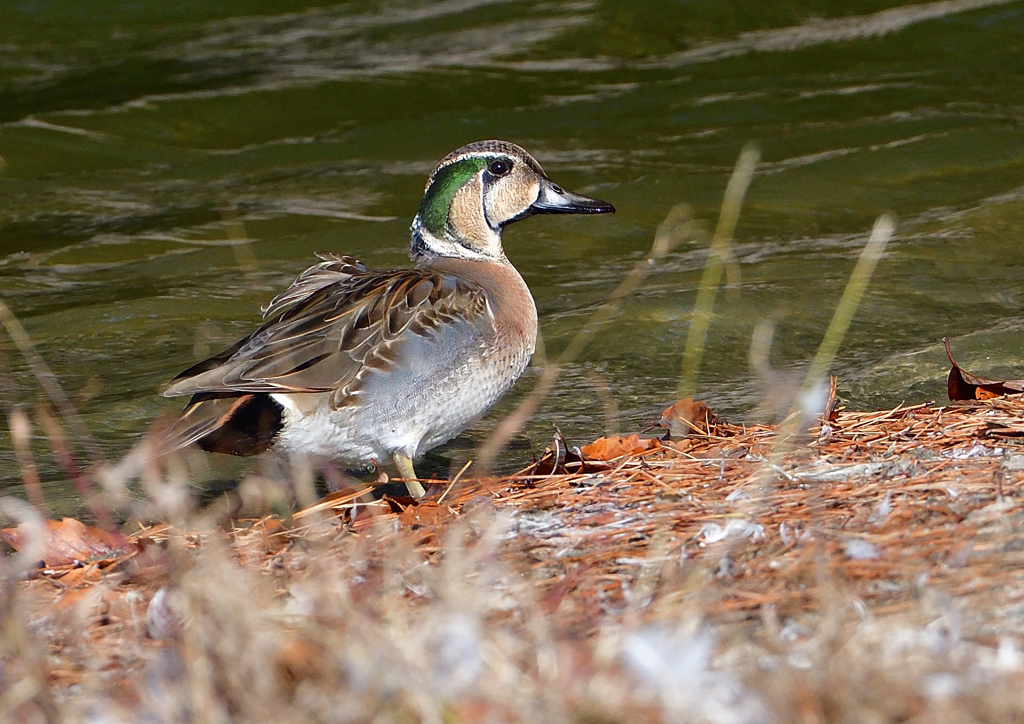 トモエガモ　１２/８❸