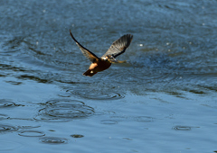 魚を・・・・❷