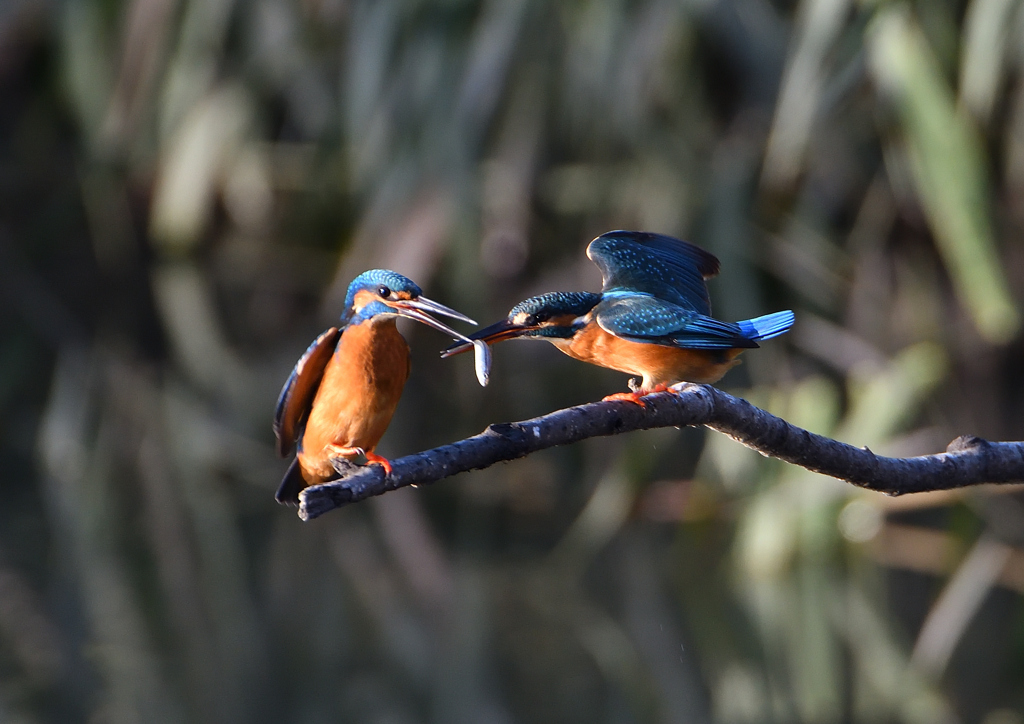 オスとメス　１１/１７❶