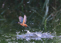 いつもの公園で　８/３０❹