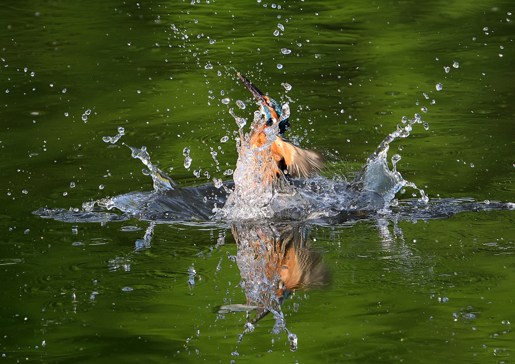 ダイブ　５/１２❷