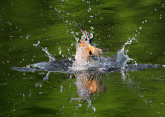 ダイブ　５/１２❷