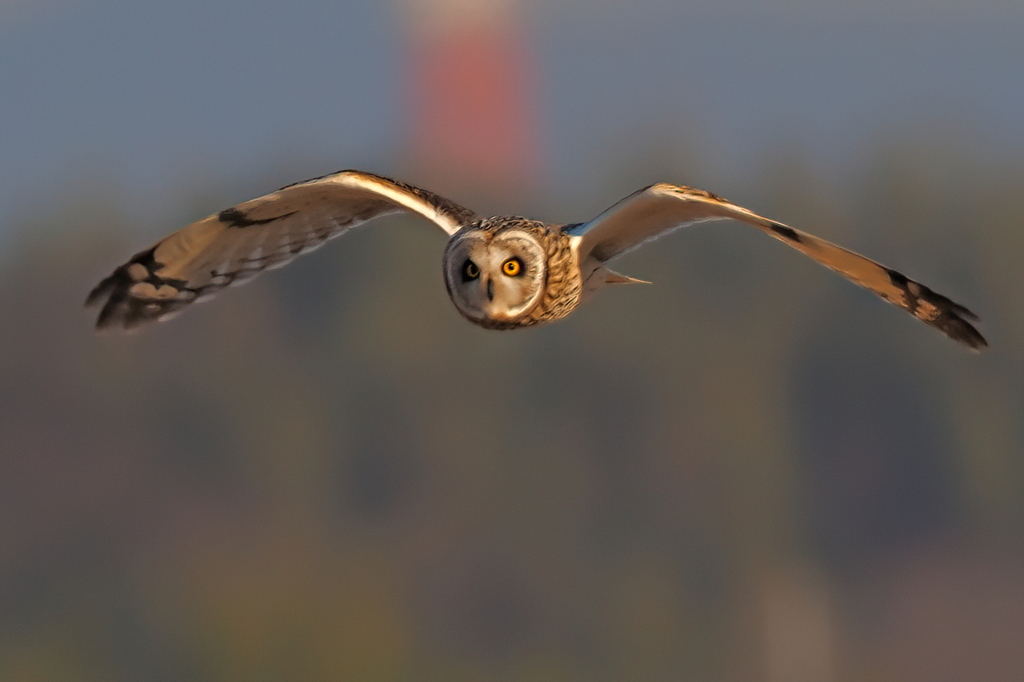 コミミズク　１/１６❷