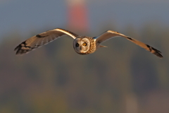 コミミズク　１/１６❷