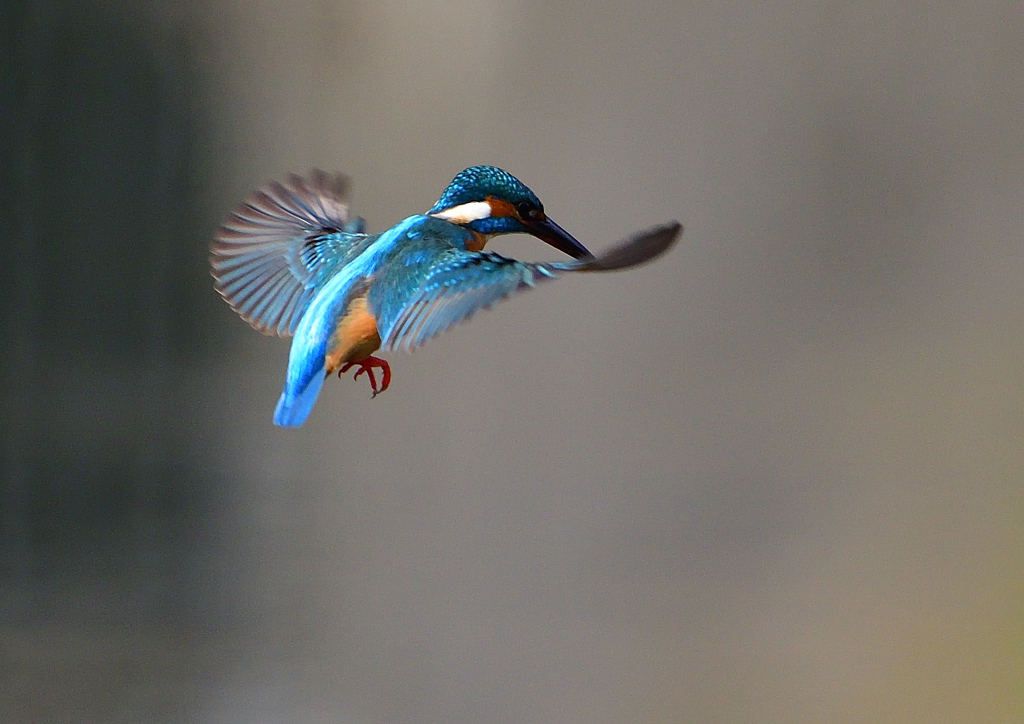 ホバ　４/１７❶