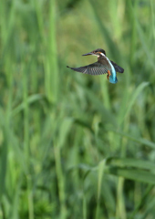 二番子のホバ❷