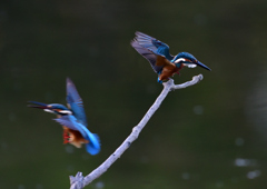 バトル　８/１❶