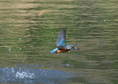 魚を・・・・　４/２０❸