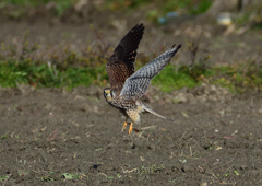 メスのチョウゲンボウ　１２/２３❶