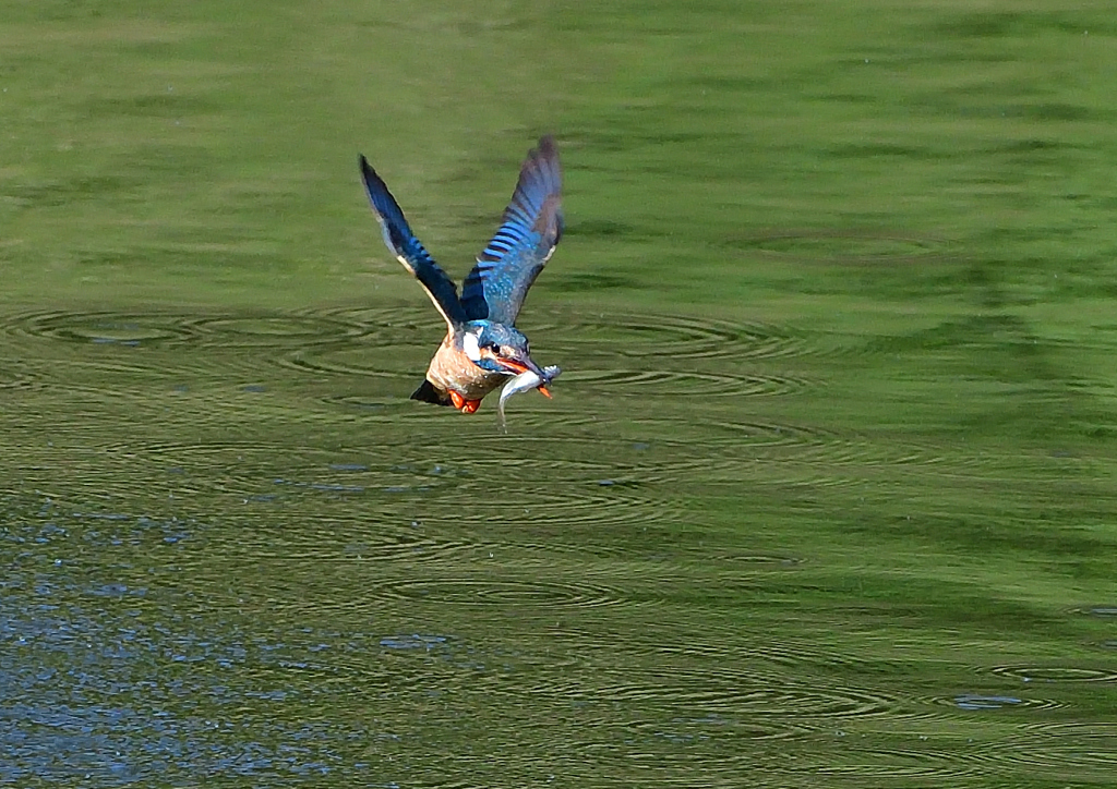 魚を・・・・・・　５/５❺