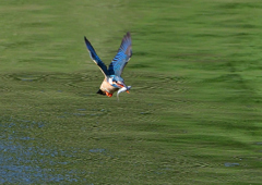 魚を・・・・・・　５/５❺