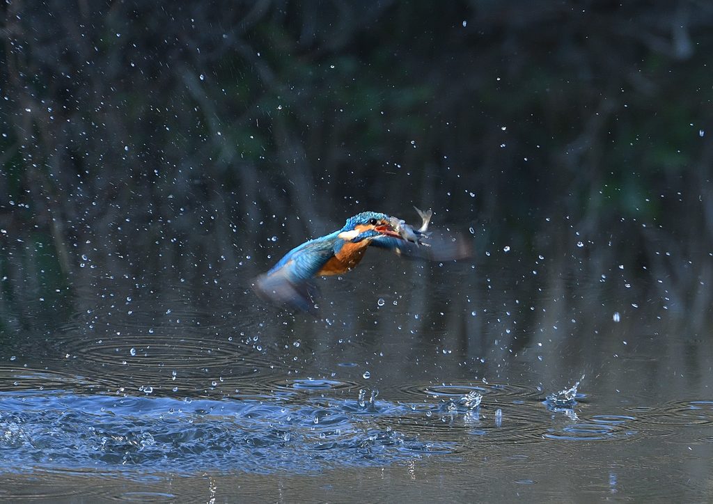 魚を・・・・４/１３❷