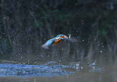 魚を・・・・４/１３❷