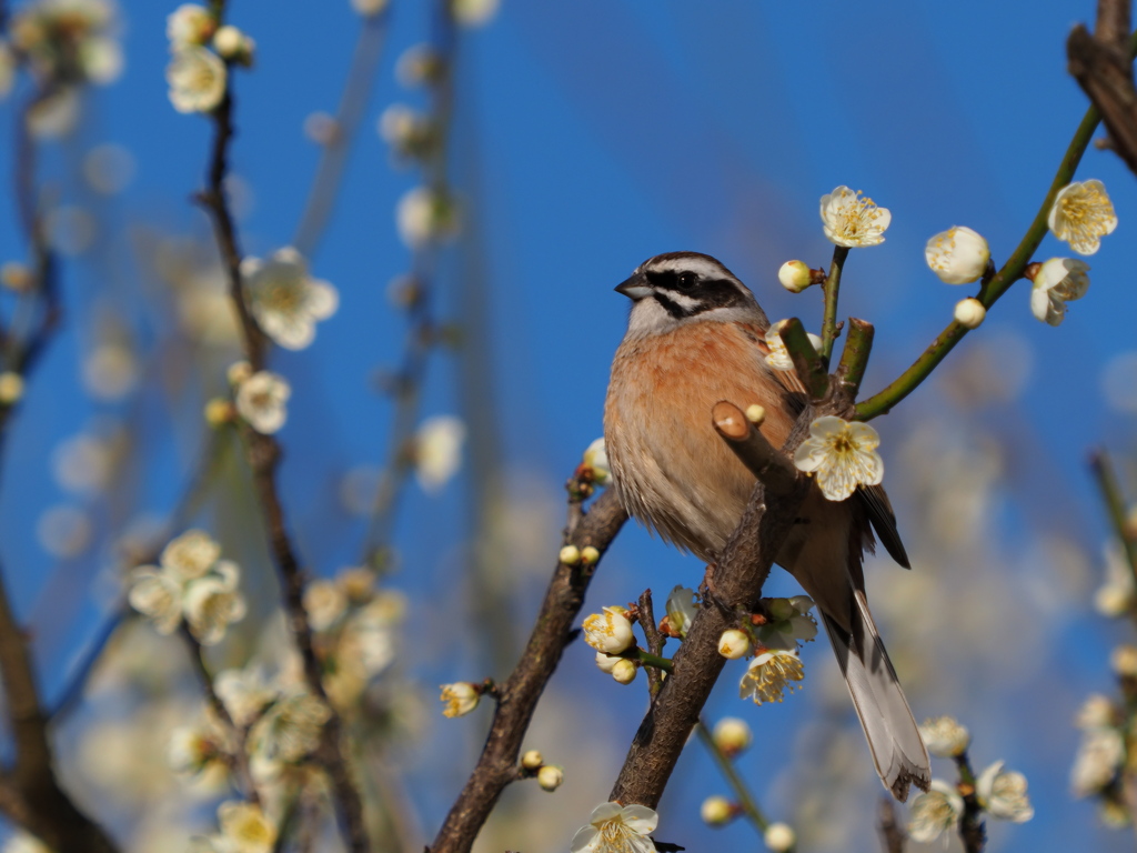 ホオジロ　２/２５