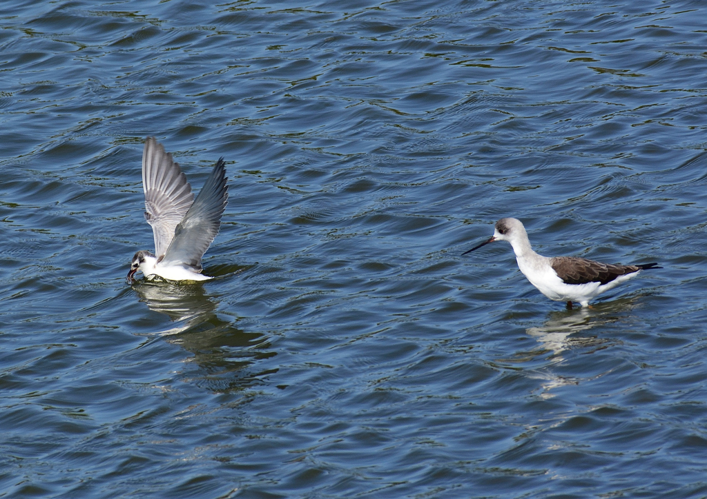 ハジロクロハラアジサシ&セイタカシギ　１０/５❹