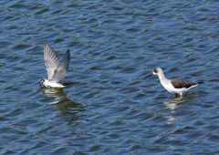 ハジロクロハラアジサシ&セイタカシギ　１０/５❹