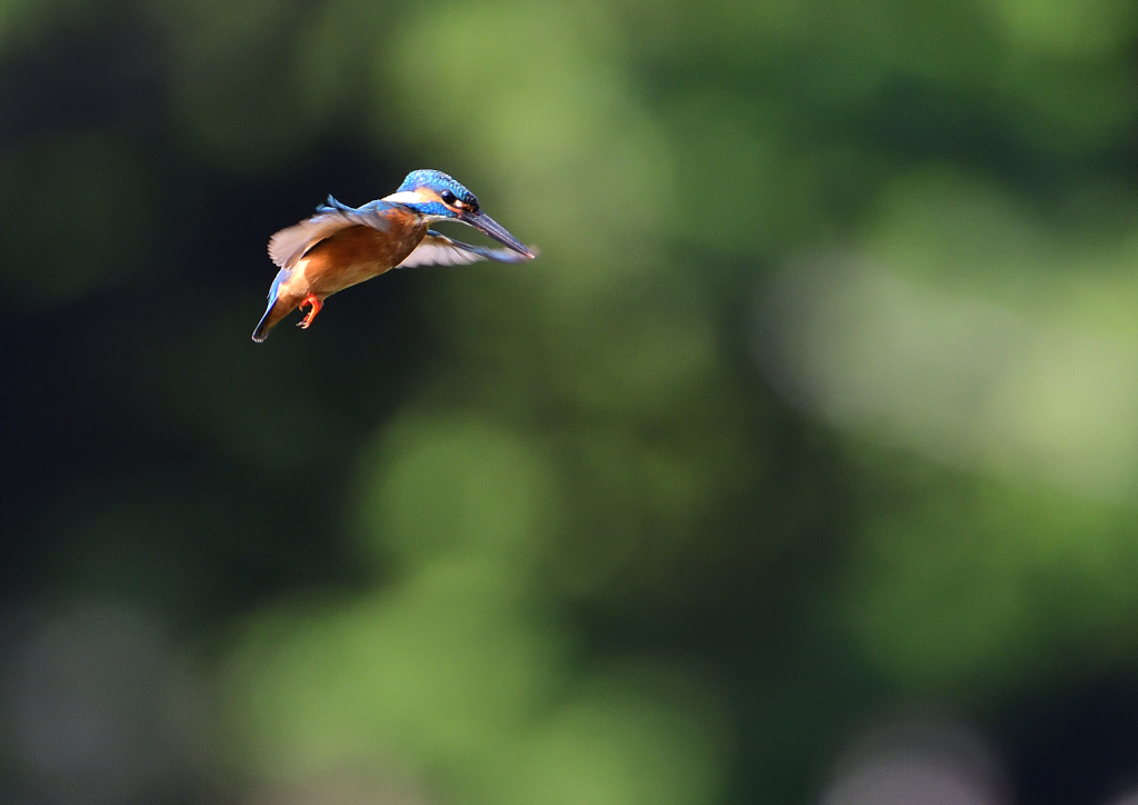 ホバリング　６/６❷