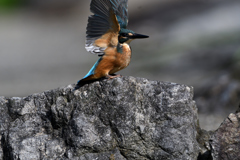 幼鳥　６/１１❻