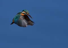 ホバリング　３/７❹