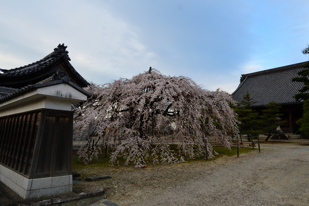 専修坊のしだれ桜